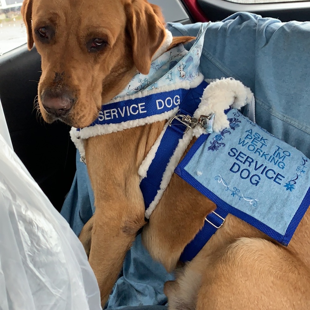 Service dog gear